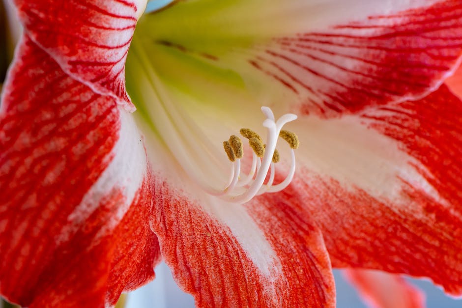 A close-up image of a vibrant red amaryllis blossom with green stem and leaves, symbolizing the beauty and vitality of the plant's post-flowering phase