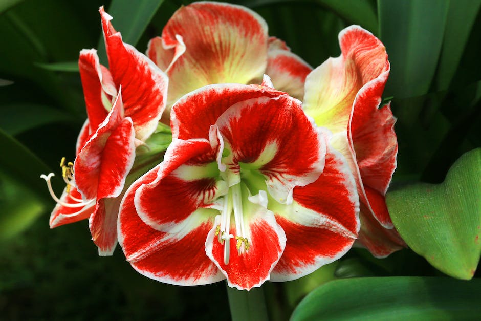 Image of a thriving amaryllis plant with beautiful red flowers