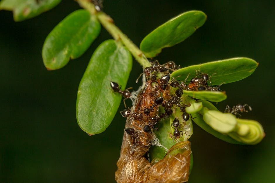 Image depicting ants on a lawn, highlighting the importance of understanding their behavior for effective control