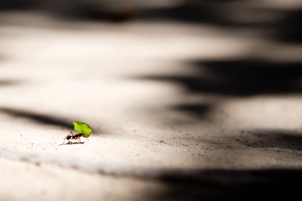 A close-up image of an ant carrying food, demonstrating the behavior described in the text