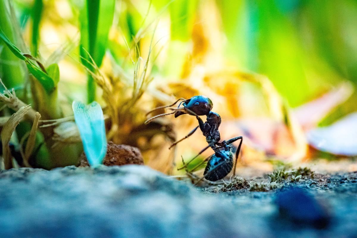 Illustration of various methods for ant control, including natural predators, watering the lawn, landscaping, using ant sprays or dust, pouring boiling water into ant hills, and regulating food access.
