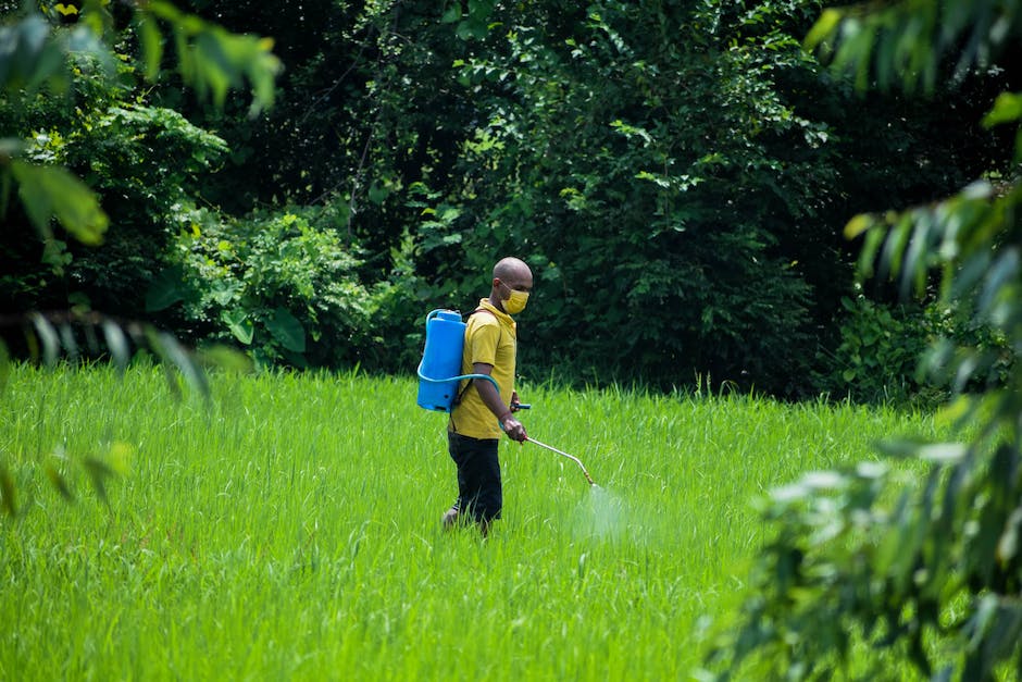 A backyard with ants invading and a person using pesticide to control them