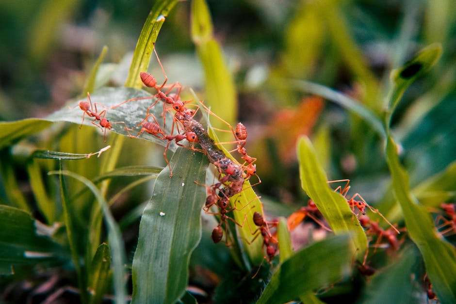 Image of ants walking in a line