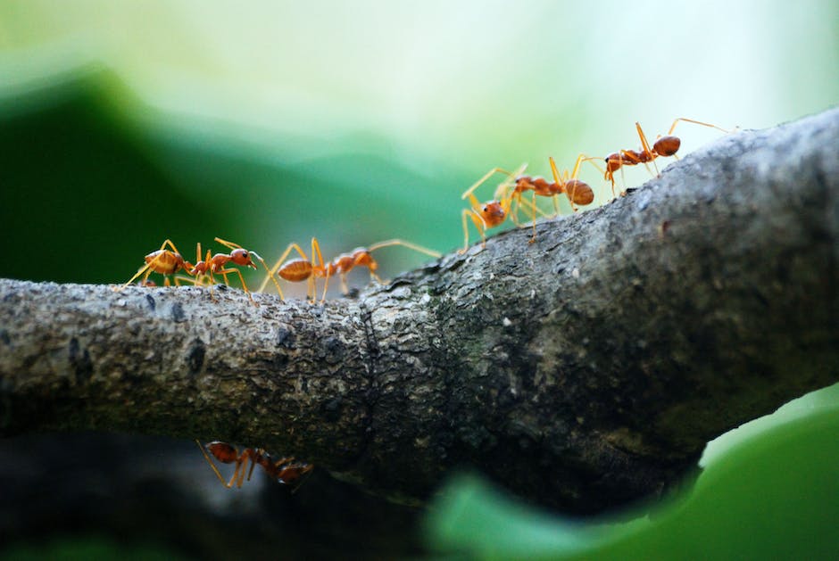 Different types of ants crawling on leaves and flowers