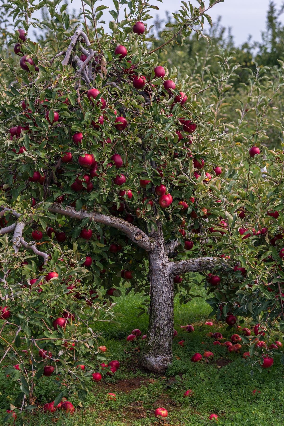 An image of a well-pruned apple tree with vibrant green leaves and ripe red apples hanging from its branches.