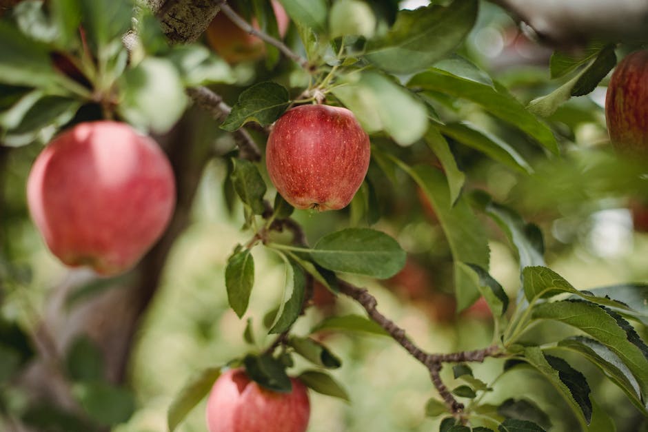 Illustration of an apple tree at different stages of growth, from seed to mature tree, representing the life cycle of the apple tree for someone that is visually impaired