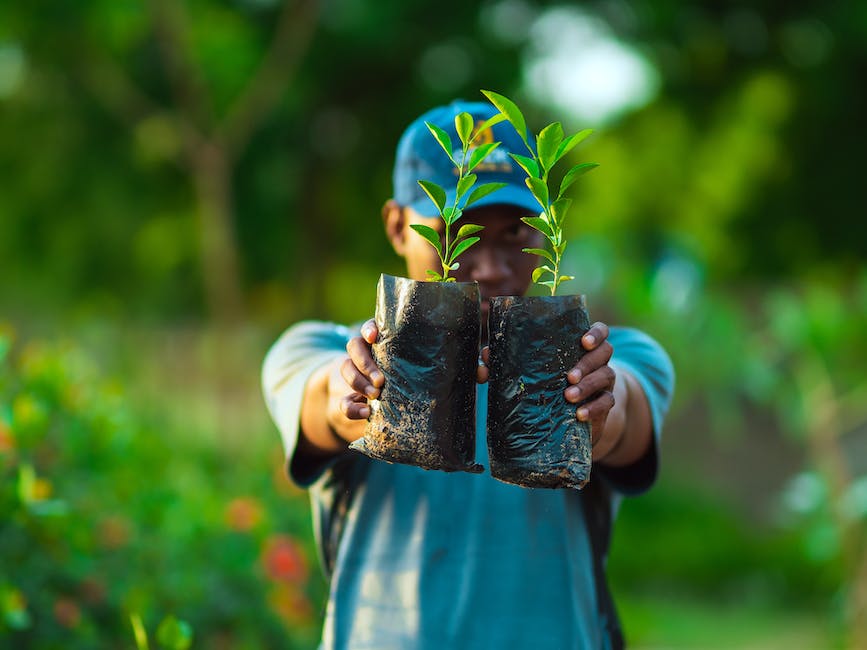 Image of apricot saplings in a garden, ready for nurturing