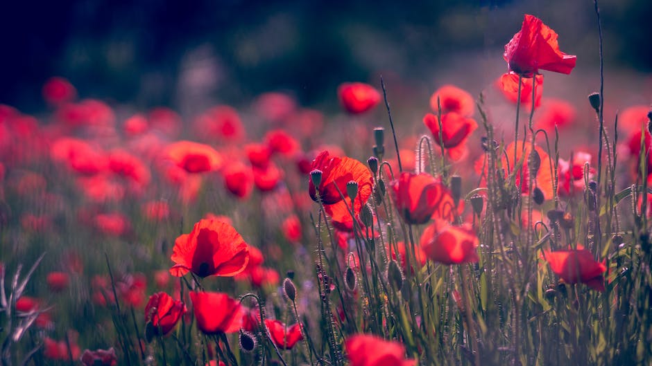 Image of a beautiful garden in Arkansas with vibrant flowers and plants