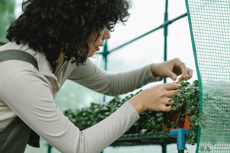 An image of a gardener inspecting a plant for bagworms with a magnifying glass.