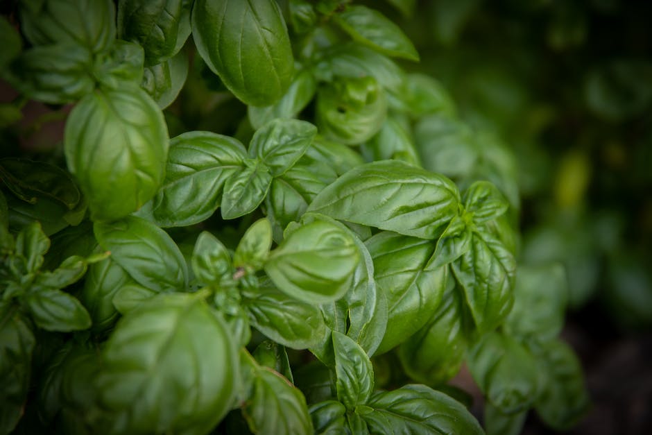 A close-up image of fresh basil leaves being harvested from a plant.