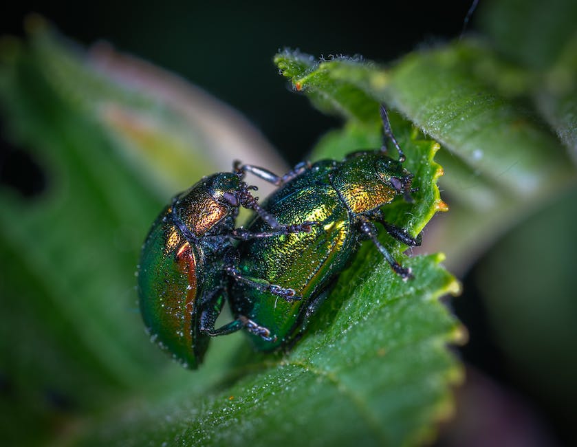 Image of Striped and Spotted Cucumber Beetles side by side, showcasing their distinct features
