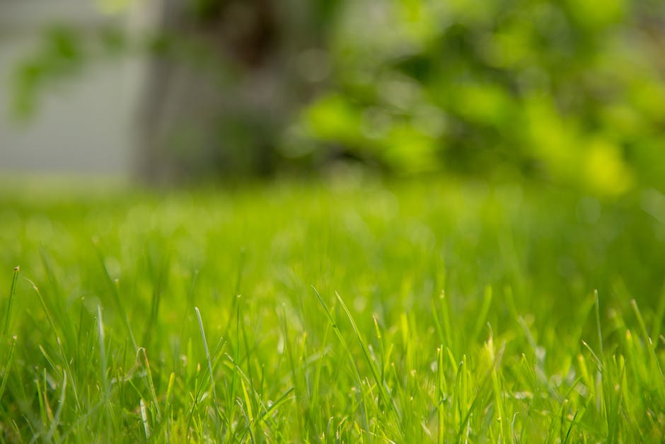 A lush, green Bermuda grass lawn with neatly cut blades under the warm sunlight