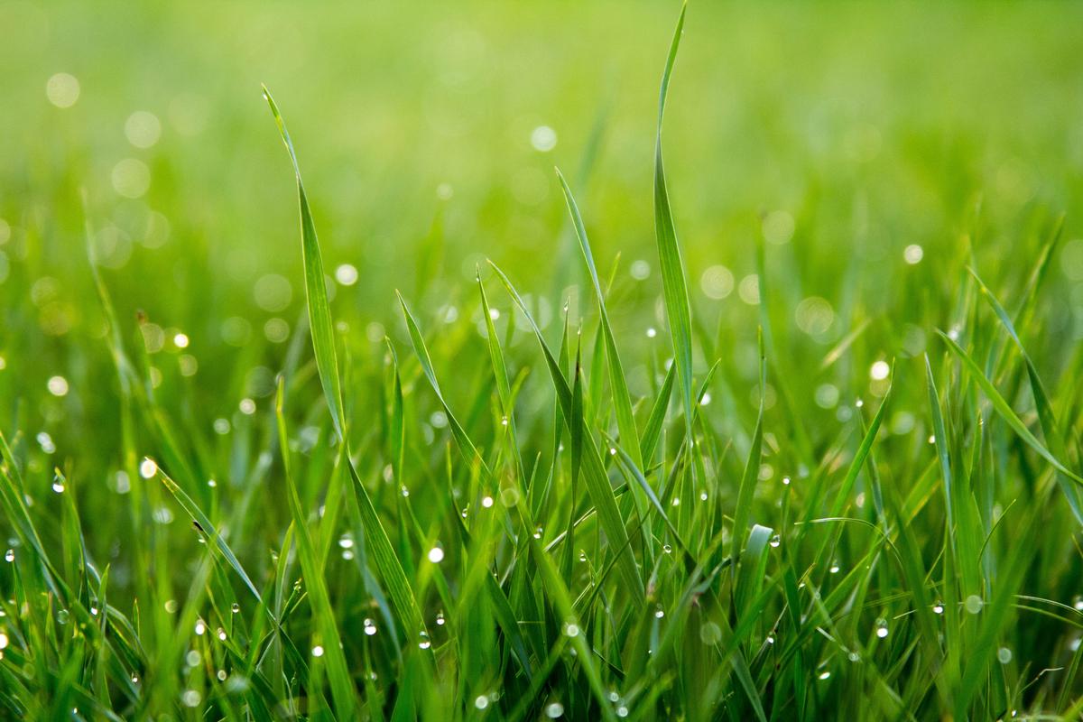 A close-up image of Bermuda grass, showcasing its vibrant green color and densely packed growth pattern.