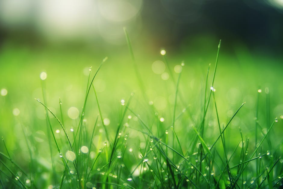 Close-up image of Bermuda grass covering a lawn.