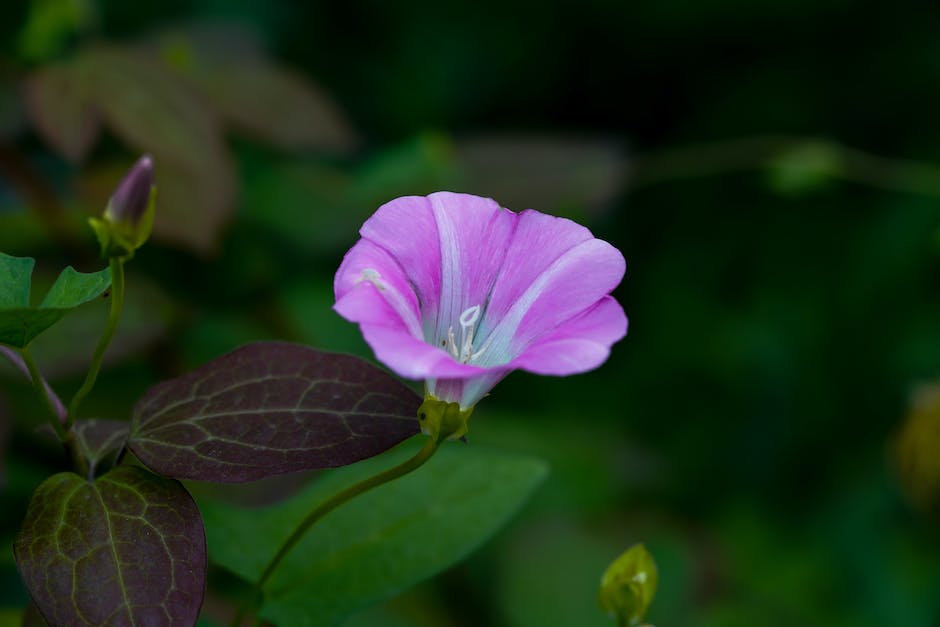 Close-up image of bindweed showing its open-faced trumpet-style flowers and heart-shaped leaves
