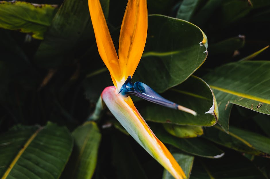 A close-up image of a blooming Bird of Paradise flower with vibrant orange and blue petals and green leaves.