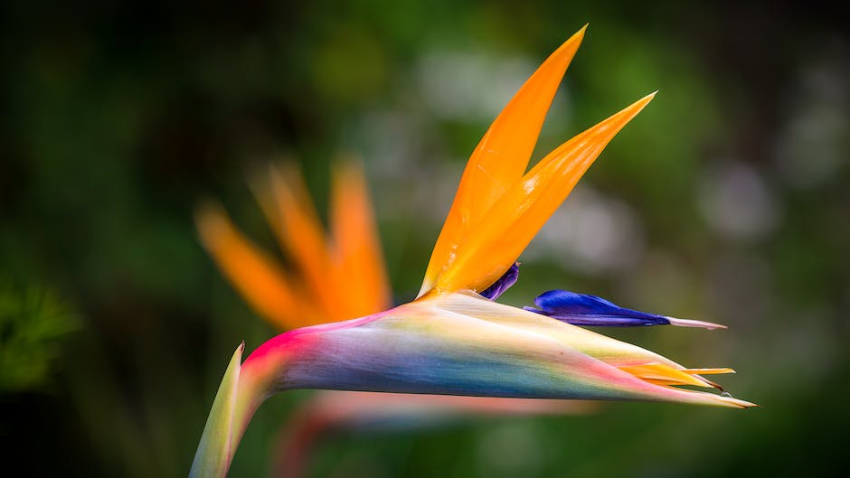 Image of a vibrant Bird of Paradise plant with different colored flowers and lush green foliage.