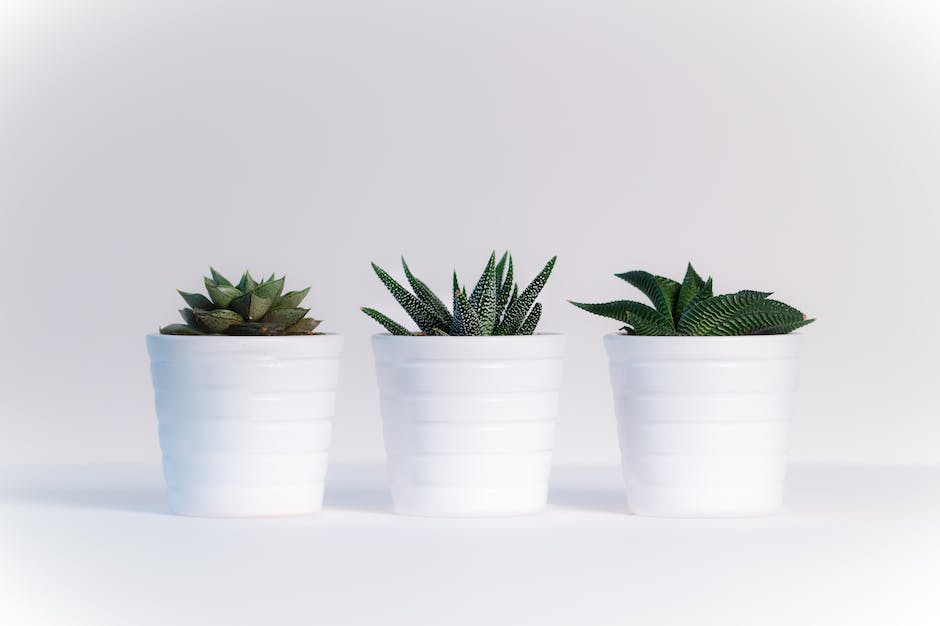 A photo of different houseplants thriving in a bathroom environment