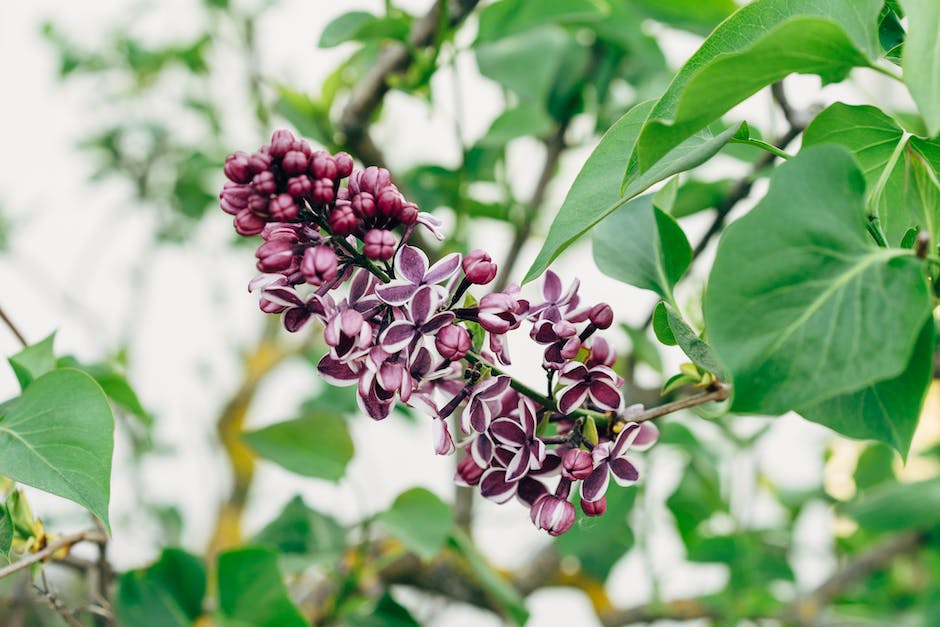 A picture of a beautifully pruned butterfly bush with vibrant blooms