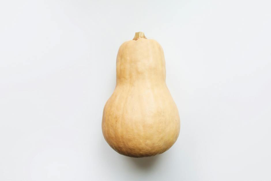 Image of a ripe, golden butternut squash fresh from the garden.