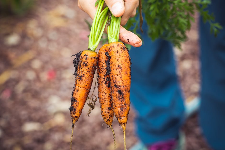 Freshly harvested carrots with vibrant orange color and green tops