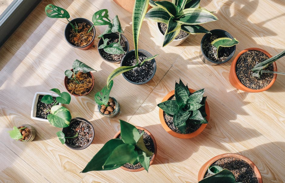 Image showing a variety of cat-friendly houseplants