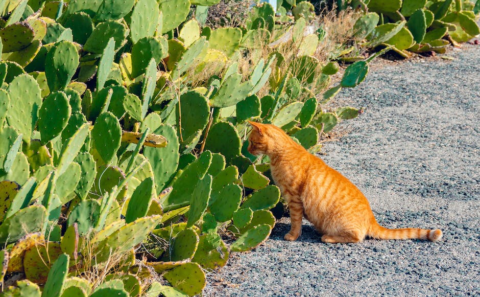 An image of a cat and a plant, representing the topic of the text.