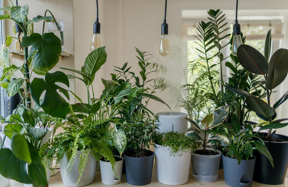 Image showcasing a variety of cat-safe houseplants that can be used to create an indoor oasis for cats and plant lovers alike