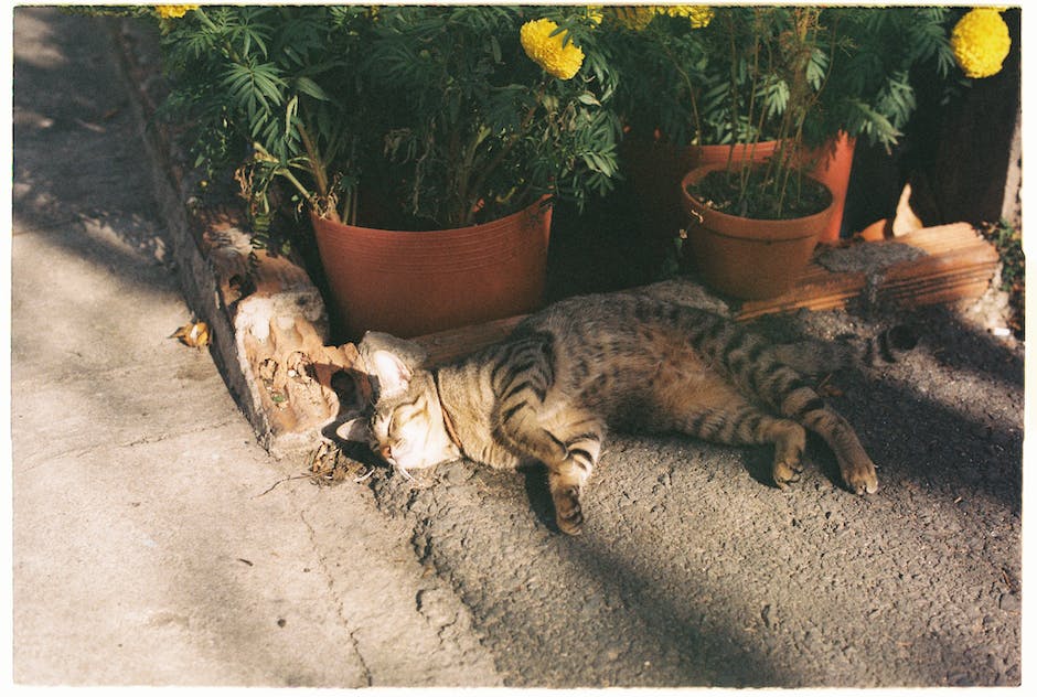 Image of a cat lying beside a potted plant