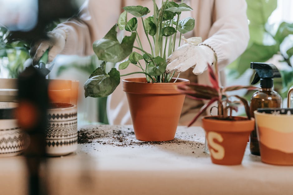 Image of a cat sitting near indoor plants, demonstrating the topic discussed in the text