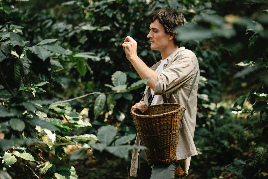 Image of a cherry tree being cared for, showing someone watering and pruning it.