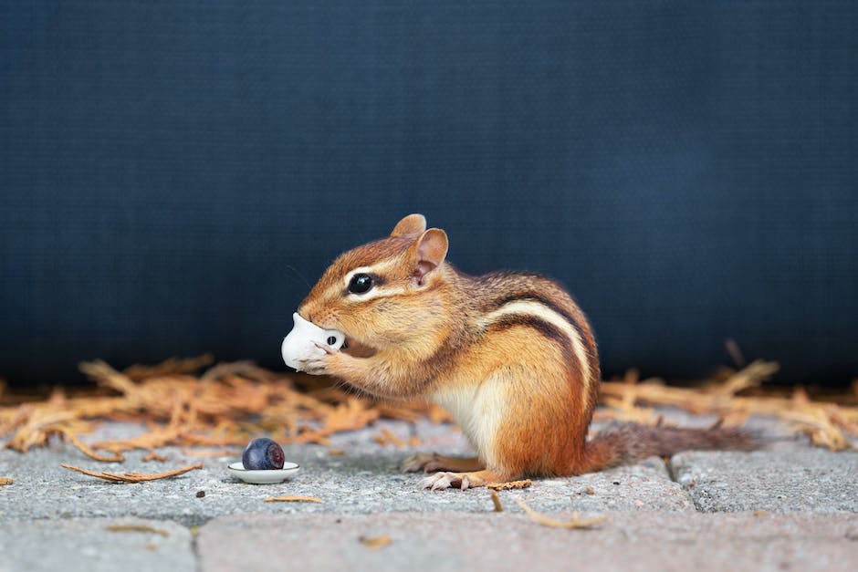 A picture of various chipmunk deterrent methods, including a fence, plants, and owl boxes