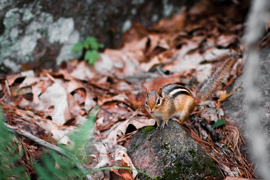 Image of chipmunk-resistant plants