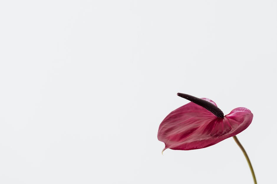 A close-up image of a vibrant pink Christmas Cactus in full bloom