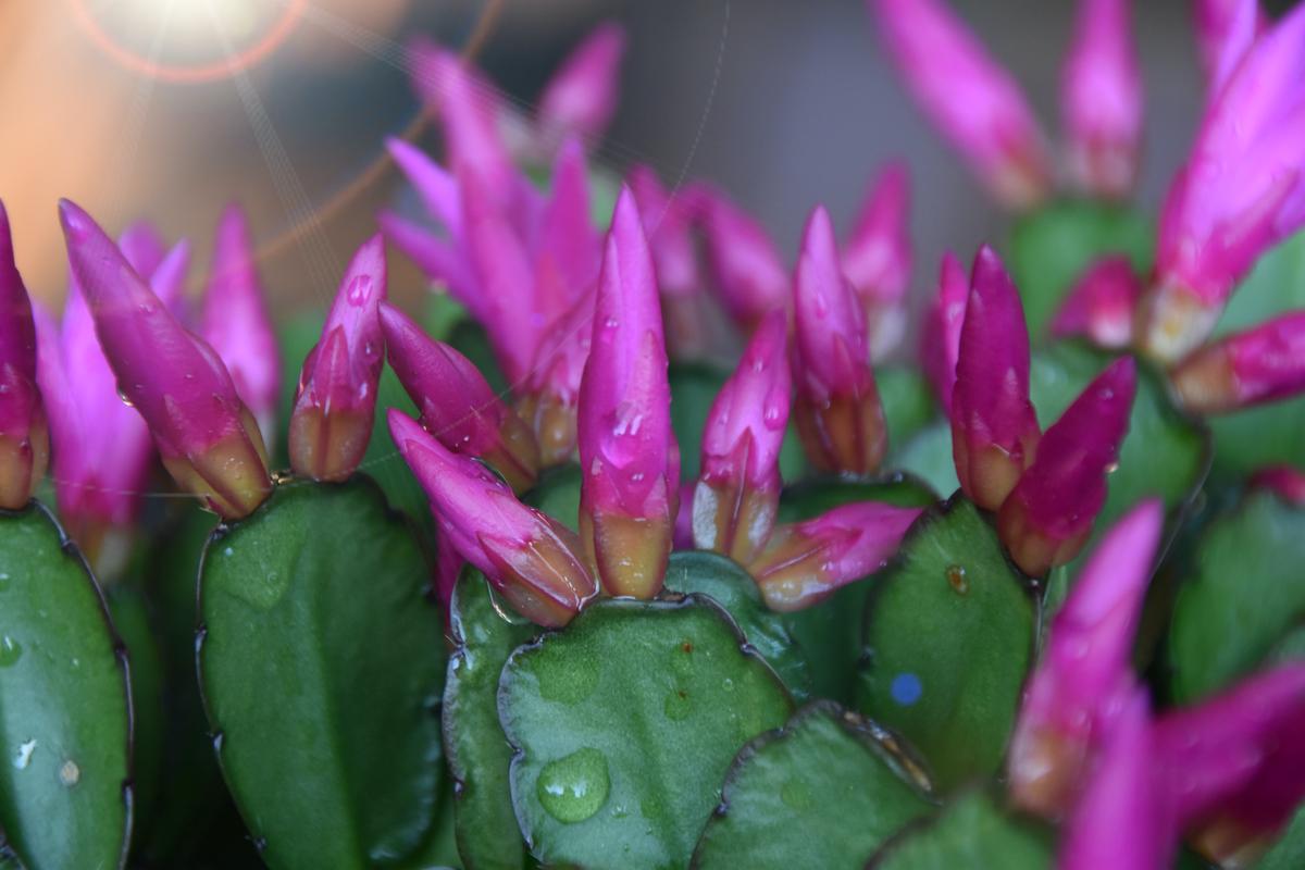 A close-up image of a Christmas Cactus plant with vibrant pink flowers and green succulent leaves.