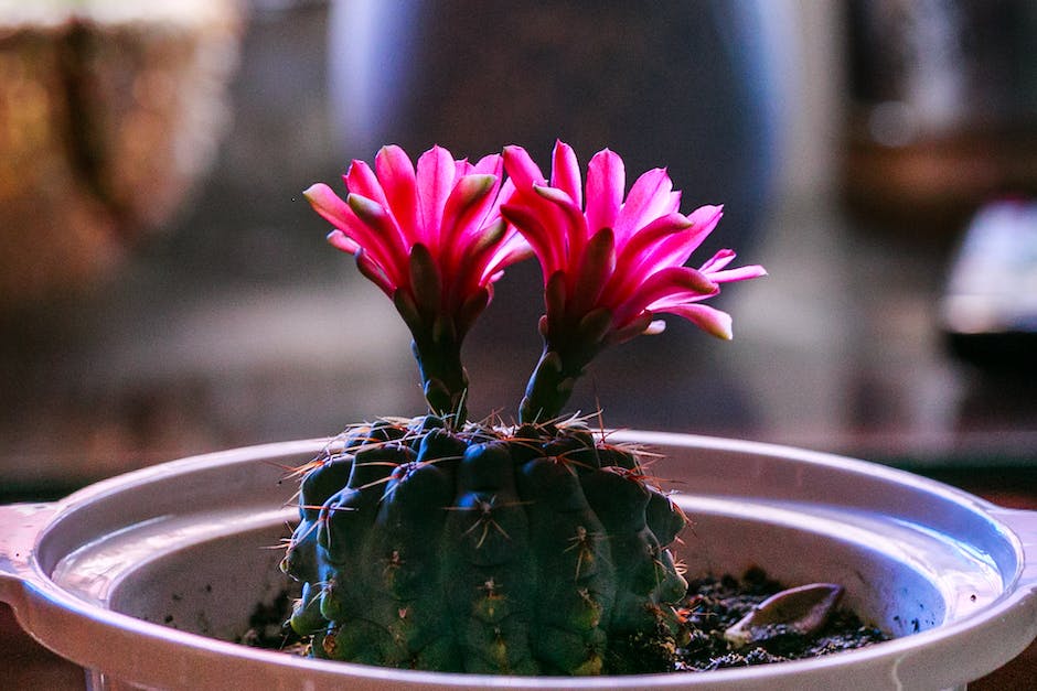 A close-up image of a Christmas cactus in full bloom, with vibrant pink and red flowers.