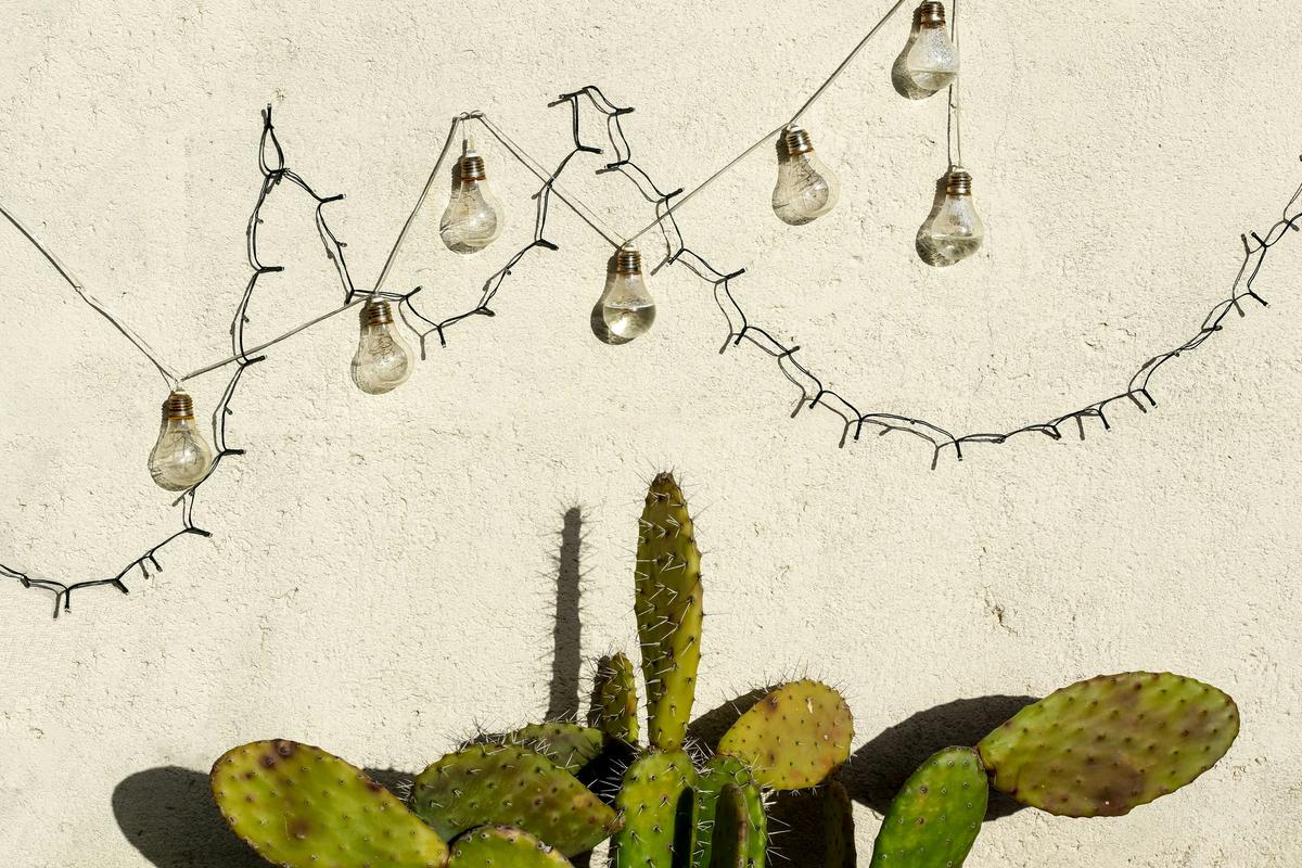 Image of a person rerooting a Christmas cactus