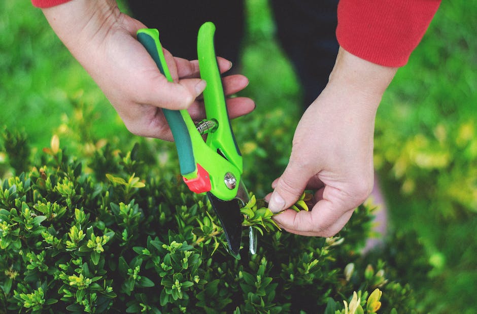 An image showing a person trimming a Christmas Cactus with a pair of pruning shears.