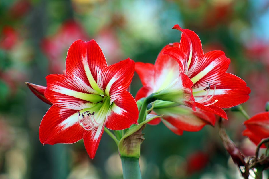 Close-up image of a Christmas Cactus with vibrant red flowers and leaf-like pads