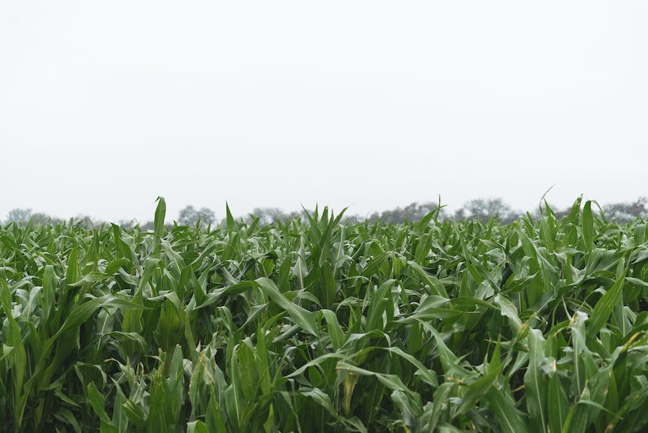 Illustration of a cornfield at sunset, showcasing the different growth stages from seedling to mature corn.