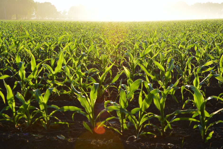 Image of a corn field at harvest time, showcasing rows of mature corn stalks with a golden hue.