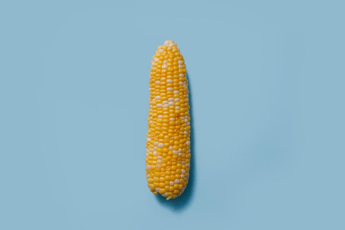 Image of ripe corn ready for harvest, with plump, golden kernels and dried-out husks.