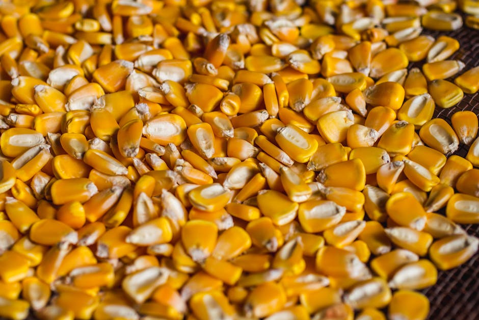 A close-up image of fully mature corn kernels with a dry, glassy appearance and no trace of the milk line.
