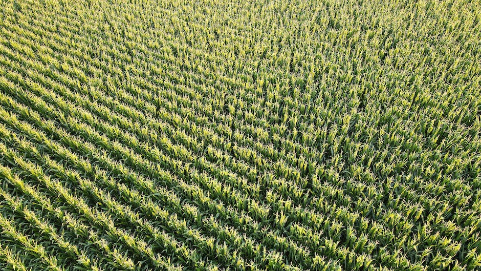 An image depicting the various stages of a corn plant's life cycle, from germination to harvest.
