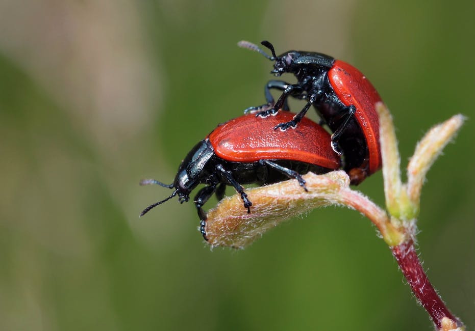 Image of cucumber beetles on a cucumber plant