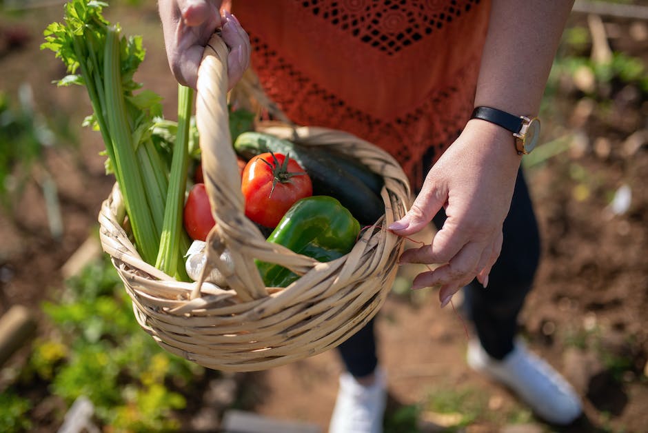 A person holding freshly harvested cucumbers in their hand