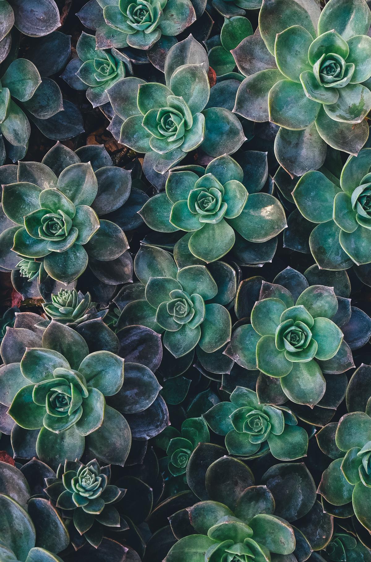 Image of cutworms and plants in a garden