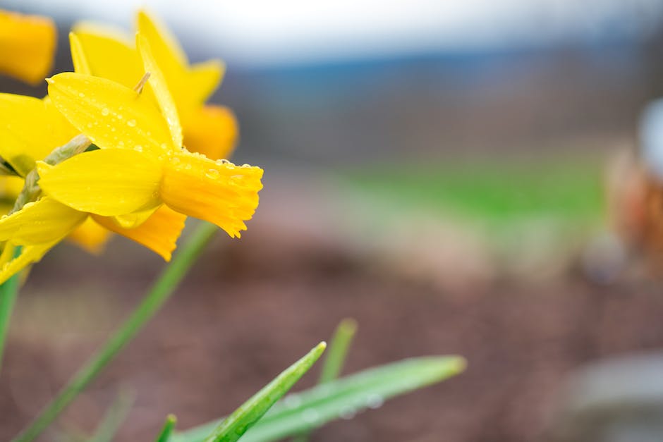 Image of vibrant daffodil foliage showcasing the importance of post-bloom foliage care for daffodil bed health.