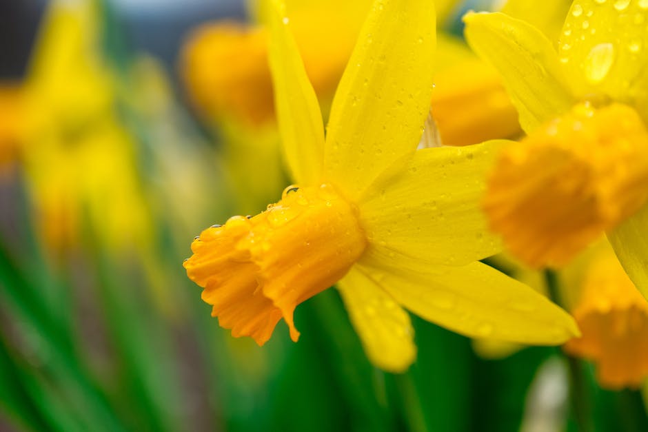 A Close-up image of a yellow daffodil bloom, showcasing its vibrant color and delicate petals
