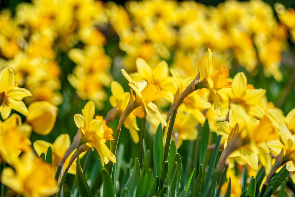 A close-up image of healthy yellow daffodils blooming in a garden bed surrounded by green foliage.